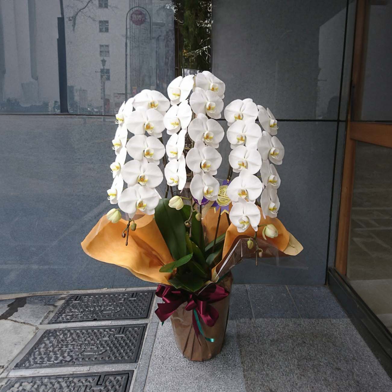 胡蝶蘭 中輪3本立